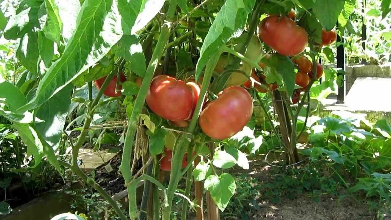 Tomato Brandywinepring Vegetable Plant TWO 2plants 4inPot Live Plant NN7 groundc