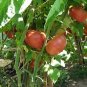 Tomato Brandywinepring Vegetable Plant TWO 2plants 4inPot Live Plant NN7 groundc