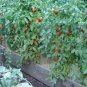 Tomato Championpring Vegetable Plant TWO 2plants 4inPot Live Plant NN7 groundcov