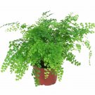 Pacific Maid  Indoor Houses Air Purifying Shrub S Live Plant NN7 4inPot  Indoor