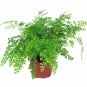 Pacific Maid  Indoor Houses Air Purifying Shrub S Live Plant NN7 4inPot  Indoor