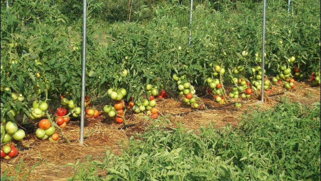 Tomato Big Beefpring Vegetable Plant TWO 2plants 4inPot Live Plant NN7 groundcov