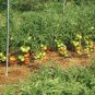 Tomato Big Beefpring Vegetable Plant TWO 2plants 4inPot Live Plant NN7 groundcov