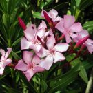 Nerium oleander Double Pink Oleander pink plant 5gallon Outdoor Live Plant NN7 m