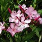 Nerium oleander Double Pink Oleander pink plant 5gallon Outdoor Live Plant NN7 m