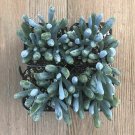 Senecio mandraliscae -12 Blue Chalk Sticks plant 1gallon Live Plant NN7 MR71G