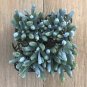 Senecio mandraliscae -12 Blue Chalk Sticks plant 1gallon Live Plant NN7 MR71G