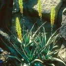 Aloe Vera Agavaceae Succulent S  Live Plant NN7 4inPot Su9 succulent indoor CO8
