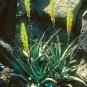 Aloe Vera Agavaceae Succulent S  Live Plant NN7 4inPot Su9 succulent indoor CO8