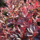 Berberis Rose Glow plant 1gallon Live Plant NN7 FR71G Outdoor
