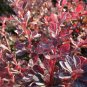 Berberis Rose Glow plant 1gallon Live Plant NN7 FR71G Outdoor