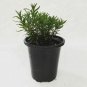 Rosemary Barbeque S Herbs Live Plant NN7 4inPot