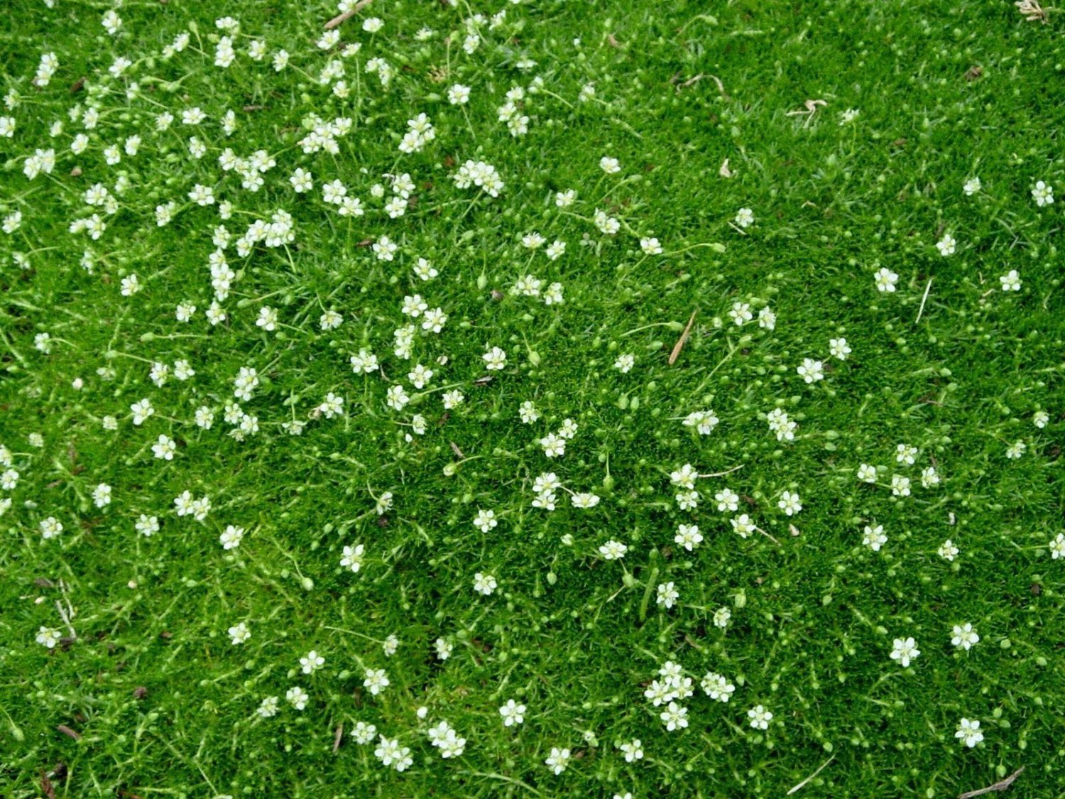 Moss Irish Herb Non Gmo Organic Plant 24 Plants 2inPot Live Plant NN7 groundcove