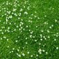 Moss Irish Herb Non Gmo Organic Plant 24 Plants 2inPot Live Plant NN7 groundcove