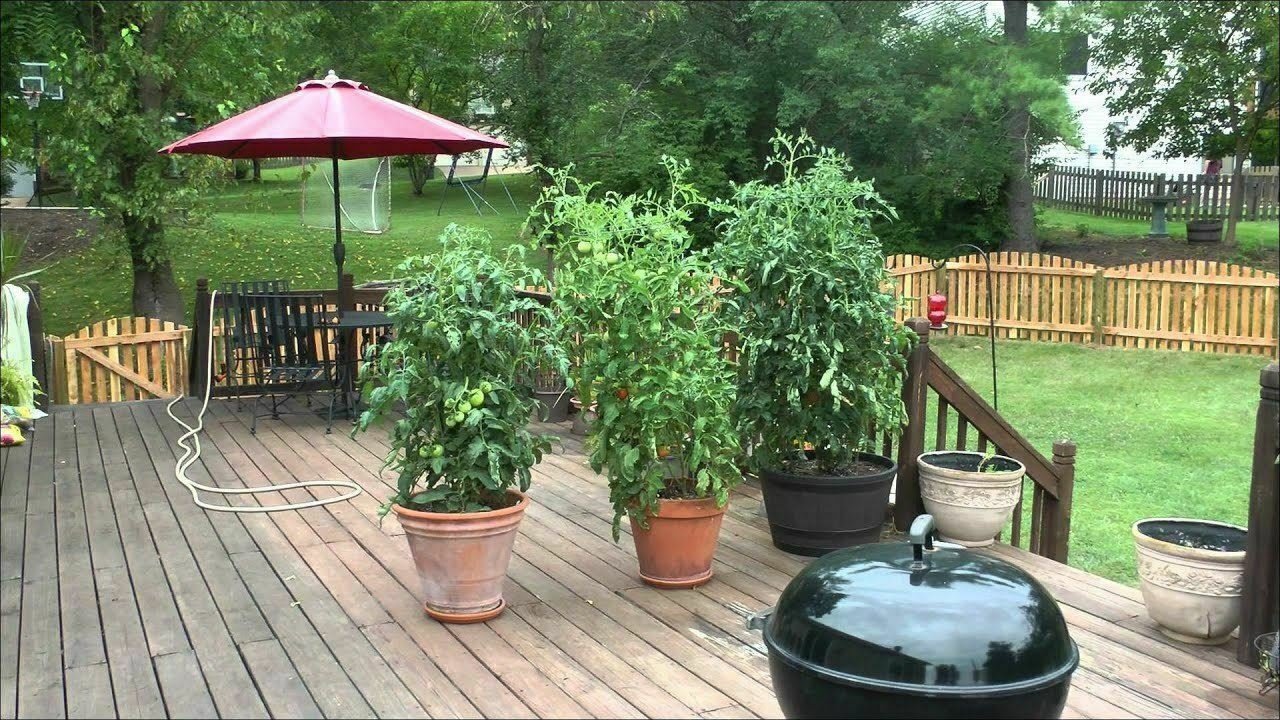Tomato Better Boypring Vegetable Plant TWO 2plants 4inPot Live Plant NN7 groundc