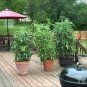 Tomato Better Boypring Vegetable Plant TWO 2plants 4inPot Live Plant NN7 groundc