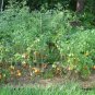 Tomato Early Girlpring Vegetable Plant TWO 2plants 4inPot Live Plant NN7 groundc