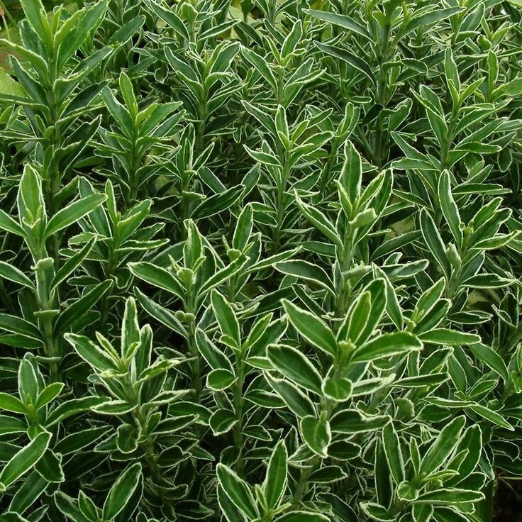 Euonymus Microphylla plant 5gallon Live Plant NN7 FR75G Outdoor