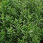 Euonymus Microphylla plant 5gallon Live Plant NN7 FR75G Outdoor
