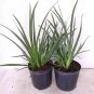 Dietes iridioides plant 5gallon Live Plant NN7 FR75G Outdoor
