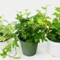 Combo Of Best Ivy Hedera Helix  Easy To Grow Live Plant NN7 4inPot  Indoor CO8