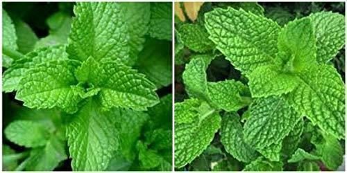 peppermint Mentha ~ Menta ennials Herbs Culinary Tea Live Plant NN7 4inPot
