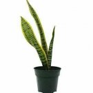 Snake Laurentii  Live Plant NN7 4inPot  Indoor CO8