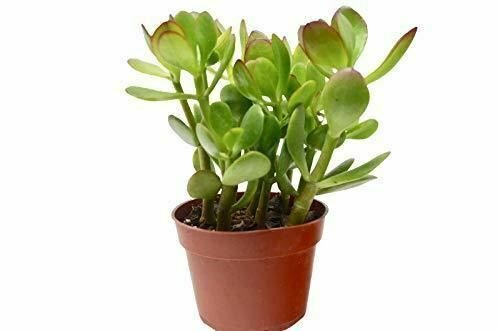 House  Jade Succulent Live Plant NN7 4inPot  Indoor CO8