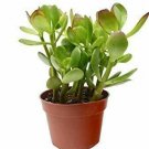 House  Jade Succulent Live Plant NN7 4inPot  Indoor CO8
