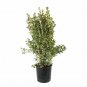 Euonymus Aureo Variegata plant 5gallon Live Plant NN7 FR75G Outdoor