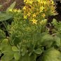 Kalanchoe Sp Agavaceae Succulent S  Live Plant NN7 4inPot Su9 succulent indoor C