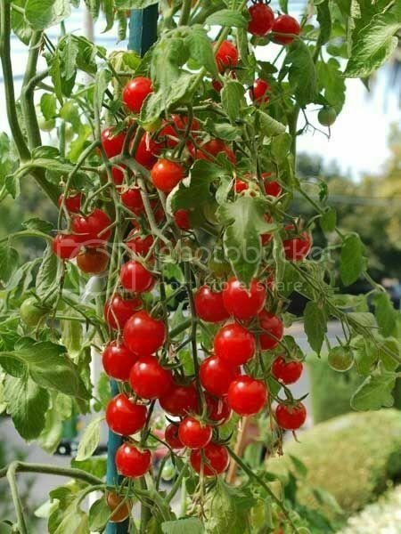 Tomato Cherry Redpring Vegetable Plant TWO 2plants 4inPot Live Plant NN7 groundc