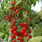 Tomato Cherry Redpring Vegetable Plant TWO 2plants 4inPot Live Plant NN7 groundc