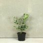 Euonymus Emerald Gaiety plant 5gallon Live Plant NN7 FR75G Outdoor