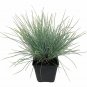 Festuca Elijah Blue plant 5gallon Live Plant NN7 FR75G Outdoor