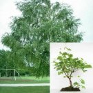 Betula Nigra Dura Heat River Birch plant 5gallon Live Plant NN7 FR75G Outdoor
