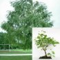 Betula Nigra Dura Heat River Birch plant 5gallon Live Plant NN7 FR75G Outdoor