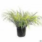 ennial Farm Acorus Gramineus Ogon Ornamental Grass plant 1gallon Live Plant NN7