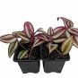 Purple Wandering Jew  Easy To Grow House Live Plant NN7 4inPot  Indoor CO8