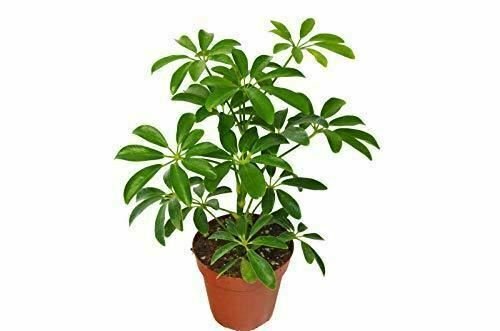 Schefflera Arboricola House Care Guide  Live Plant NN7 4inPot  Indoor CO8
