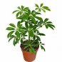Schefflera Arboricola House Care Guide  Live Plant NN7 4inPot  Indoor CO8