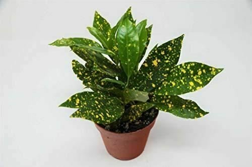 Croton Gold Dust Codiaeum Variegatum  Live Plant NN7 4inPot  Indoor CO8