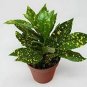 Croton Gold Dust Codiaeum Variegatum  Live Plant NN7 4inPot  Indoor CO8