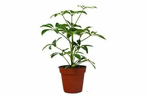 Schefflera Arboricola Umbrella #Sp0 Live Plant NN7 4inPot   Indoor CO8