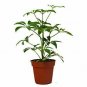Schefflera Arboricola Umbrella #Sp0 Live Plant NN7 4inPot   Indoor CO8