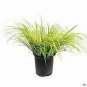 Agapanthus Africanus Blue plant 1gallon Live Plant NN7 FR71G Outdoor