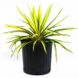 Yucca Color Guard plant 5gallon Live Plant NN7 FR75G Outdoor