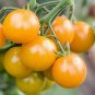 Tomato Sungold Solanum Lycosicum  P Live Plant NN7 4inPot  Indoor CO8