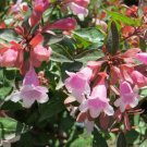 Abelia grand Edward Goucher Goucher Abelia plant 1gallon Live Plant NN7 mr71g