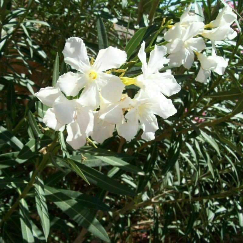 White Oleander Tree Nerium Oleanderister Agnestd Gall plant 5gallon Outdoor Live